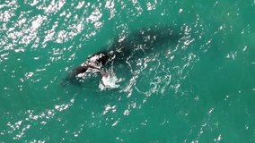 Right whale swimming with her calf. Video in 1080p resolution recorded with drone.