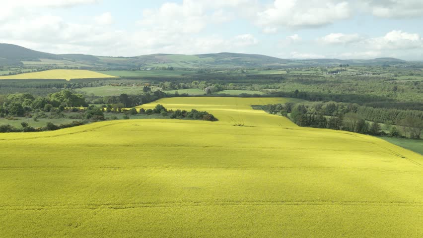 Shadow Of Moving Clouds On Yellow Rapeseed Field Ready For Harvest In County Wexford, Ireland. aerial