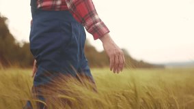 Agriculture. farmer hand works in a field with wheat examines the harvest. agriculture business farm concept. a farmer walk through field with wheat spikelets lifestyle examines the crop crops - Powered by Shutterstock - Get 15% off with code: PIKWIZARD15