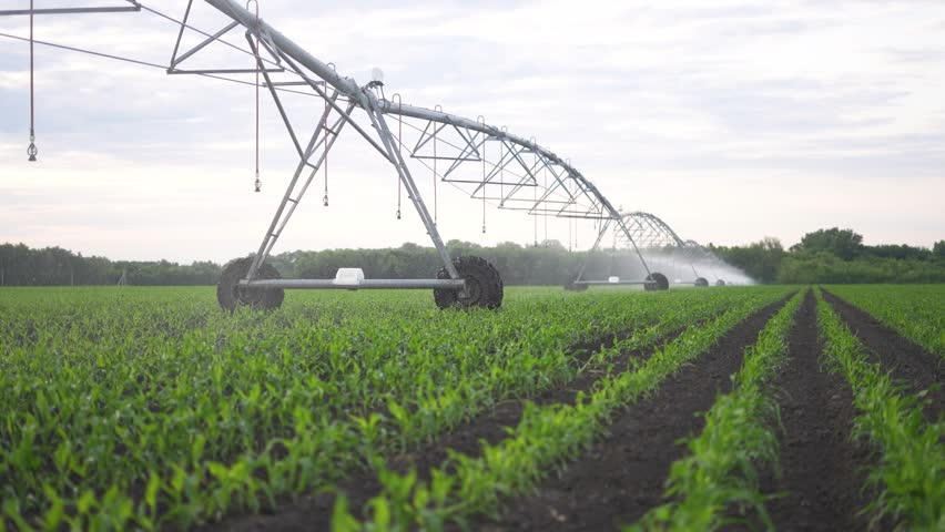 agriculture irrigation. irrigation machinery wheels irrigate green sprouts corn field water drops. agriculture irrigation business sunlight concept. irrigation tractor corn plantation Royalty-Free Stock Footage #1107032743