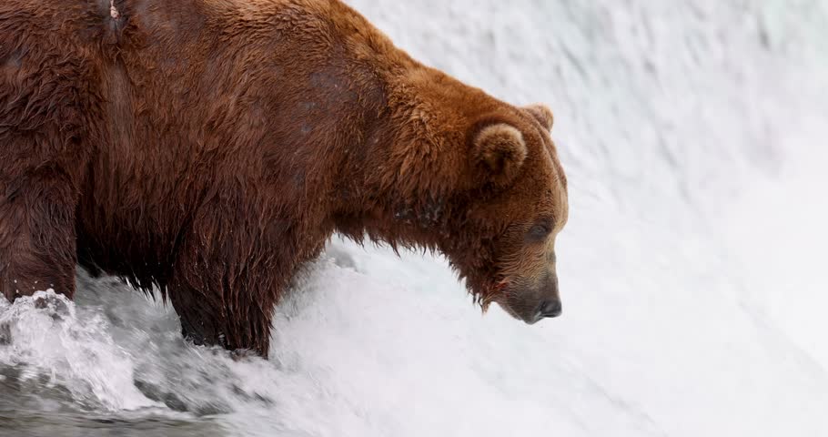 A bear fishes for Salmon during the high season in Brooks Falls, Alaska.  Royalty-Free Stock Footage #1107034223
