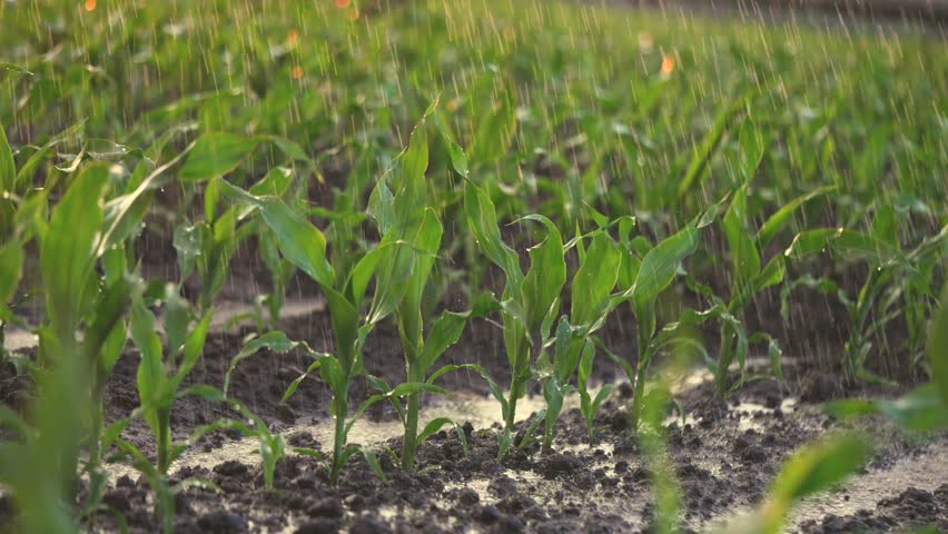 irrigation of green corn sprouts. agriculture irrigation. corn agriculture business concept. rain water drops fall lifestyle on field with corn green sprouts close-up Royalty-Free Stock Footage #1107037219