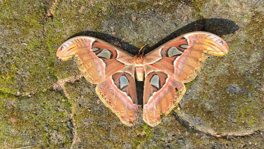 A closeup of the beautiful Atlas moth (Attacus atlas) with spread wings resting on a mossy rock