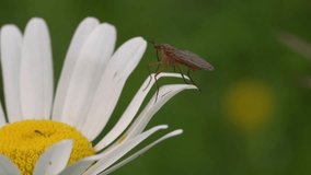 The empidids (Empididae) are a family of predatory diptera. Insect on a daisy.