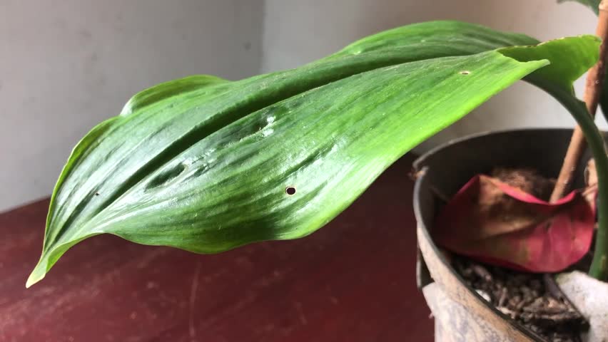 Close up of plant leaf slow motion vegetation with wind blow