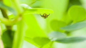 Spider eating butterfly underneath a green leaf, nature footage stock video
