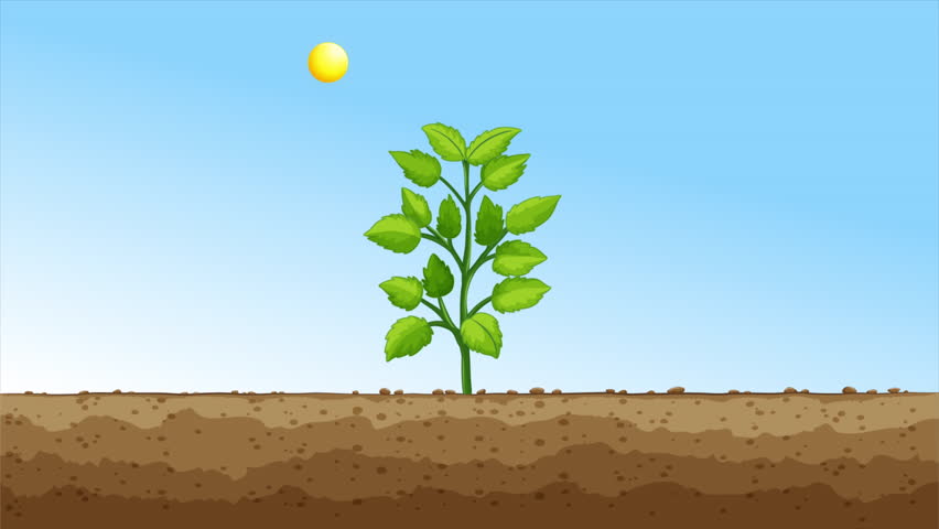 Green Plants Get Energy From The Sun 2D Animation Royalty-Free Stock Footage #1107054301