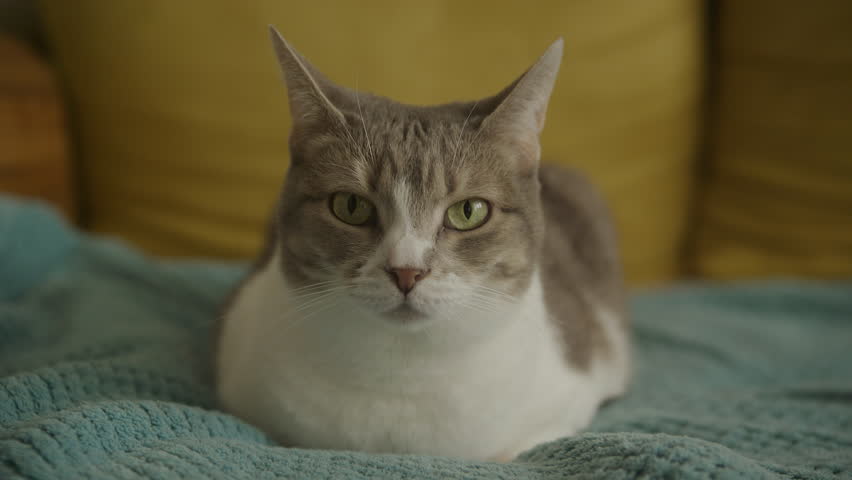 Optical Zoom Tabby Domestic Cat Face Looking At Camera