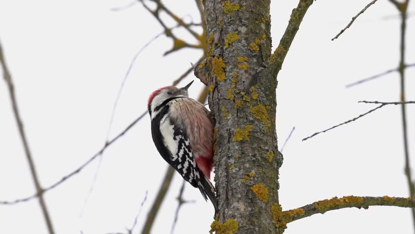 The middle spotted woodpecker (Dendrocoptes medius) looking for food on a tree trunk. Snowing. Slow Motion (120 fps). The middle spotted woodpecker (Dendrocoptes medius) is a European woodpecker.