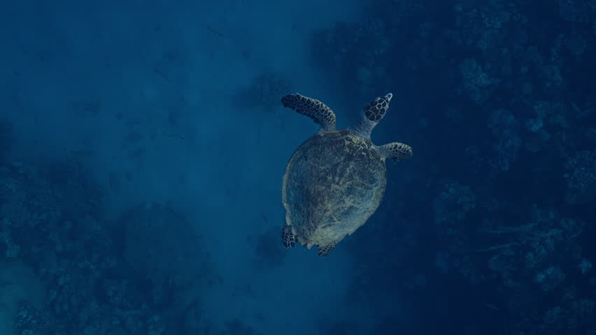Hawksbill Sea Turtle swims in deep water next to coral reef, top view, slow motion. Hawksbill Sea Turtle or Bissa (Eretmochelys imbricata) Royalty-Free Stock Footage #1107056793