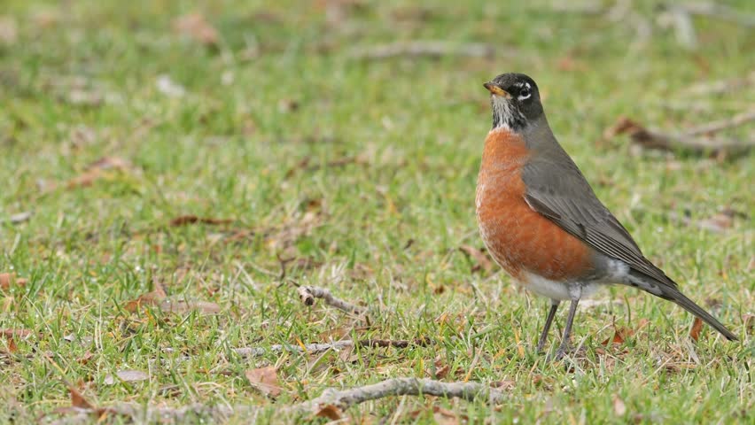 American robin, Turdus migratorius, single bird on grass feeding, Canada