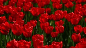 Red tulip flowers video footage