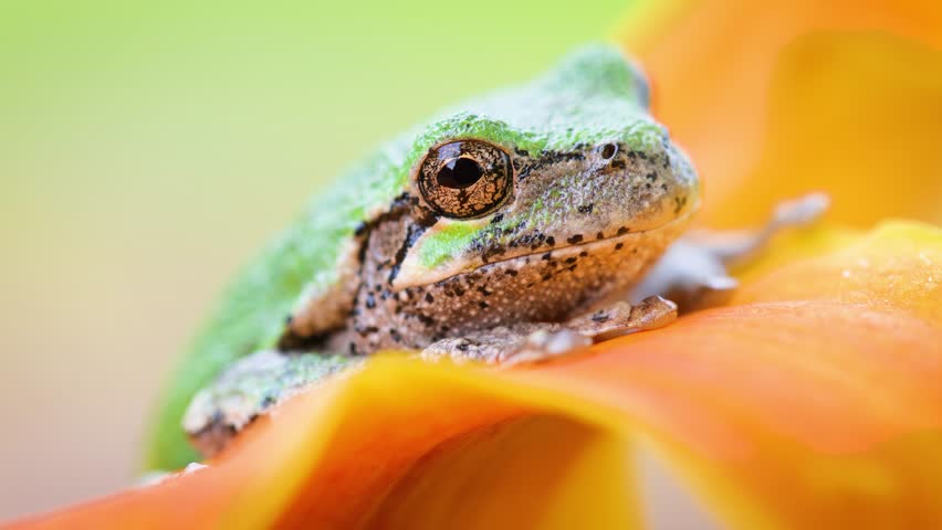 Close-up shot of a Gray Treefrog sitting on an orange flower. Shot in Minnesota.