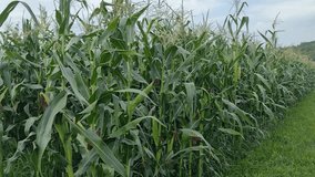 Corn in the field in August. In Maramures, Romania