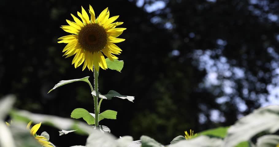 Sunflowers at the farm sunny day close up handheld shot