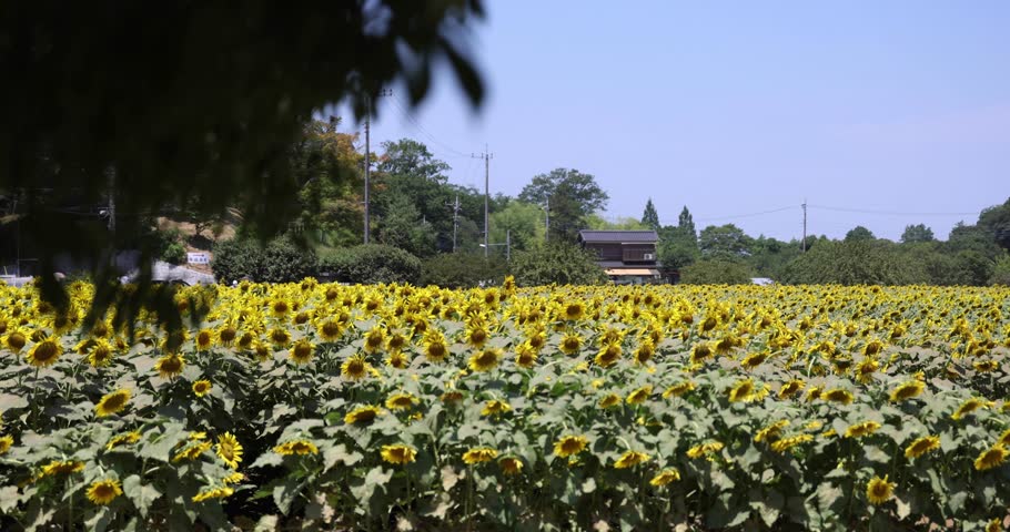 Sunflowers at the farm sunny day telephoto shot