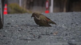 Key mountain parrot of New Zealand. being cheeky Outdoors video