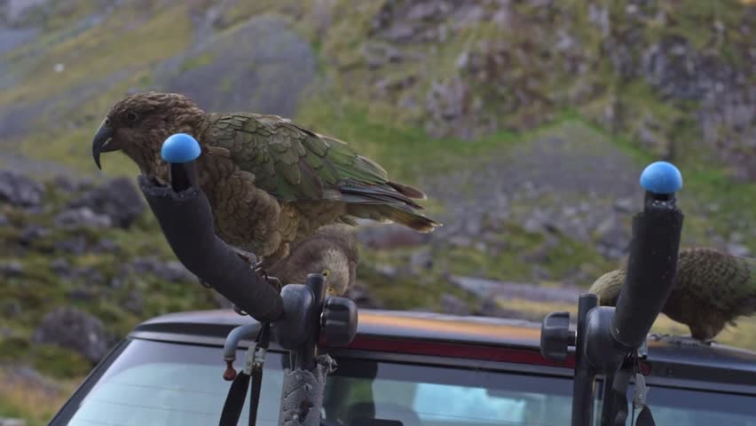 Key mountain parrot of New Zealand. being cheeky Outdoors video