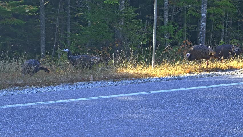 Wild turkey walking near road in autumn season in New Hampshire