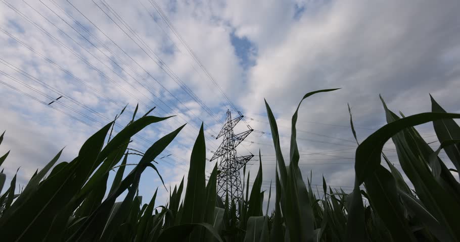 Bottom up shot of maize field plants and power plant power poles against cloudy day  Royalty-Free Stock Footage #1107072087
