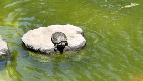 4K HD video of one slider turtle, also known as the red-eared terrapin, red-eared slider turtle, red-eared turtle, slider turtle, sunning on a rock, looks around the slides into water swimming away