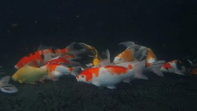 Selected focus or noise video of fish koi