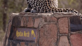 Leopard on the signpost in Kruger