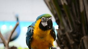 Parrot Macaw in blue and yellow color on slow motion video