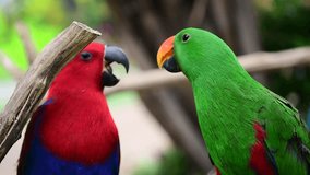 Red and Green Parrot in slow motion video