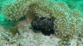 Multicolored nudibranch mollusc sea slug with round on seabed with round spots macro video. Close up marine invertebrates spotted seaslug nudibranch on seabed in marine life of Oman Sea.
