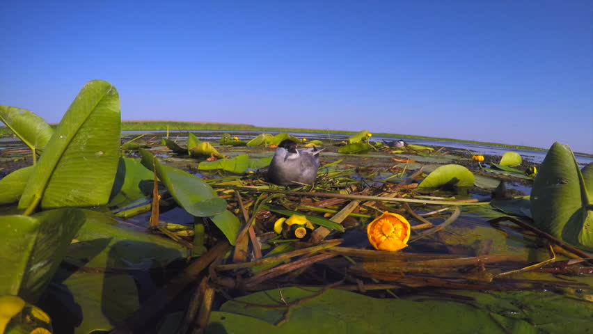 Water bird sits in its nest on eggs in the middle of thickets in the river delta. Looks around and guards the nest incubates against the blue sky. Wildlife of birds and rivers.