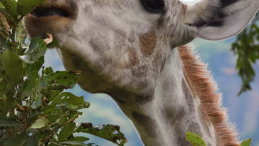 Impressive head of a wild giraffe chewing some green tree leaves. Close up