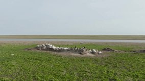 Nesting colony of Curlew Pelicans and big cormorants. Wild birds incubating eggs on nests. Slow motion video