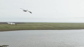 Curlew Pelicans in flight. Flying with the wild birds. A majestic large bird in flight. Calm flight of a pelican to fishing. Slow motion video