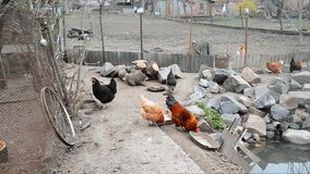 Video of domestic chickens on the farm