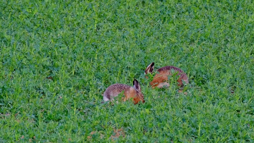 valuable game animal grazing on a green lawn, mammal hare of the lagomorph order, Lepus europaeus eats young rapeseed plants, concept of harming agriculture, object of amateur and sport hunting Royalty-Free Stock Footage #1107101329