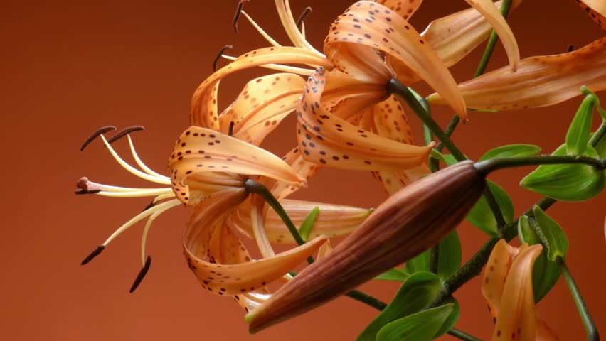 Flower bouquet, tiger lily on orange background, spotted petals and buds, flowering plant.