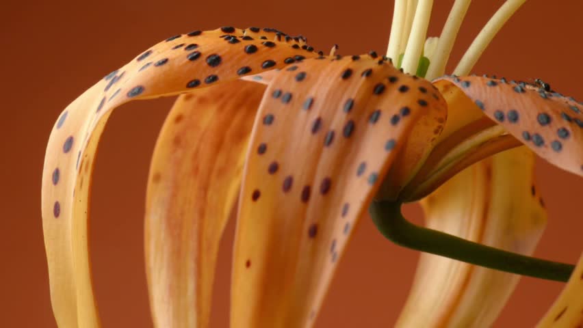 One orange flower, petals and bud close-up, tiger lily, studio footage.