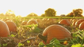 Idyllic autumn farm landscape with pumpkin harvest. October ripen pumpkins at farmland during sunset golden hour. Cinematic Thanksgiving day preparation for Pick your own pumpkin tourists. - Powered by Shutterstock - Get 15% off with code: PIKWIZARD15