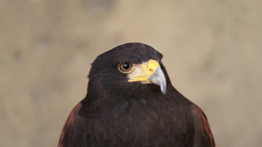 Harris hawk closeup portrait, carnivore bird. High quality FullHD footage.