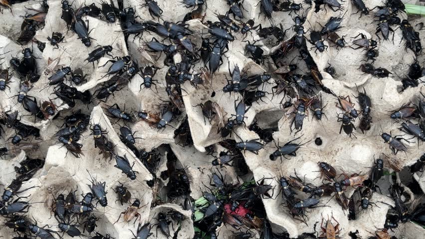 Close up Cricket crawling on paper egg tray.
