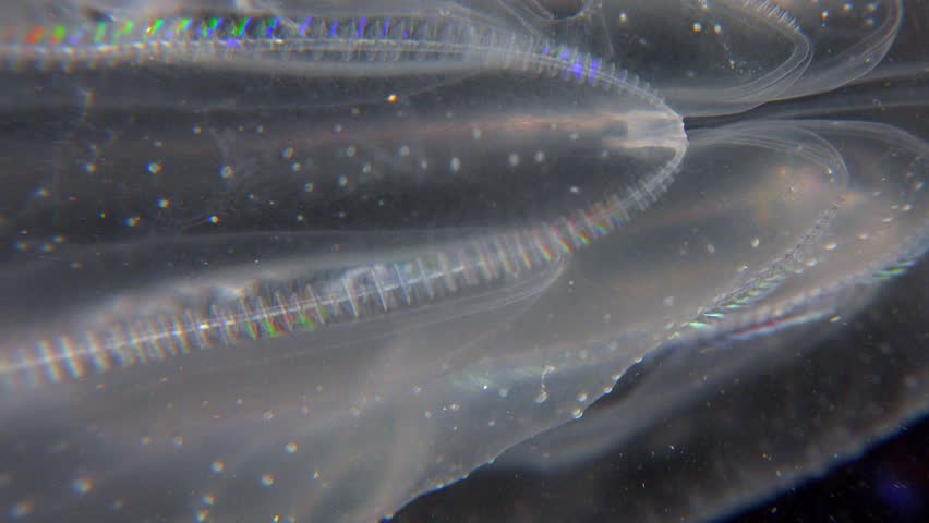 Invasive jellyfish ctenophora (Mnemiopsis leidyi), Black Sea Royalty-Free Stock Footage #1107111239
