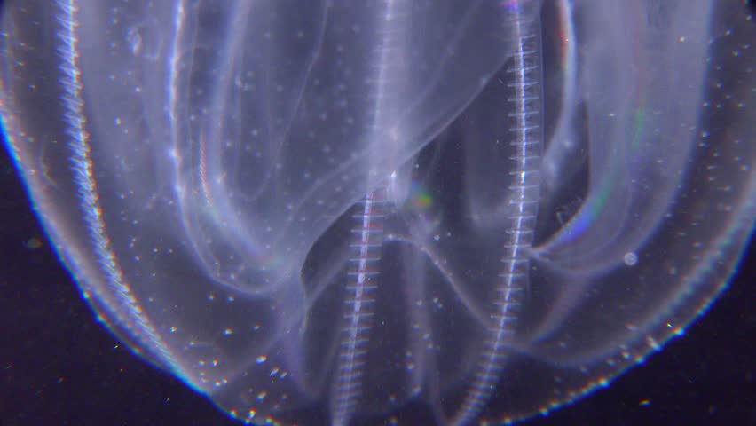 Invasive jellyfish ctenophora (Mnemiopsis leidyi), Black Sea Royalty-Free Stock Footage #1107111241