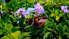 Footage of Danaid Eggfly. Video of a hand rescuing the Danaid Eggfly Butterfly (Hypolimnas misippus) which is trapped between cobwebs in leaves and flowers. High Quality 4k Videos