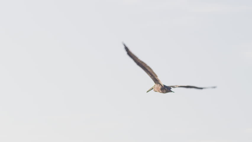 Handheld following shot of pelecanus occidentalis flying in the sunset and landing on a dock