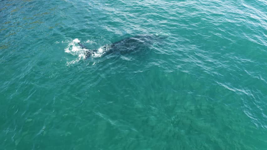 Pacific whales as they gracefully navigate the vast ocean waters.
