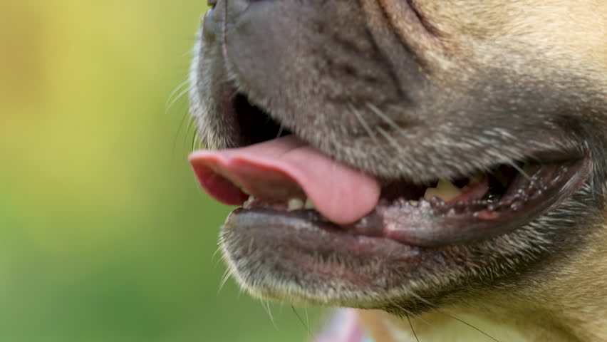 French Bulldog Panting With Tongue Out. Macro Close Up Shot Royalty-Free Stock Footage #1107118947