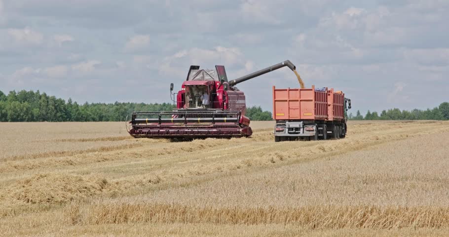 modern heavy harvesters remove the ripe wheat bread in field. Seasonal agricultural work Royalty-Free Stock Footage #1107124517