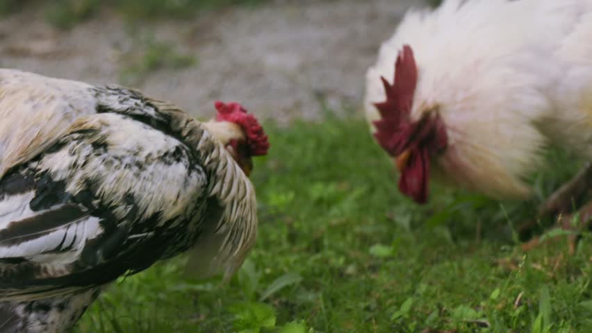 Two roosters are fighting for leadership positions. power struggle