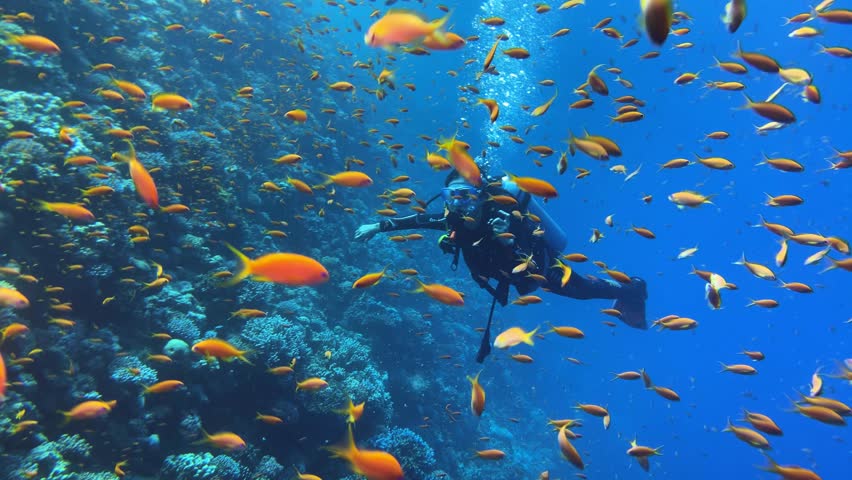 Young woman diver swimming through the school of fishes in red sea in Egypt Royalty-Free Stock Footage #1107125665